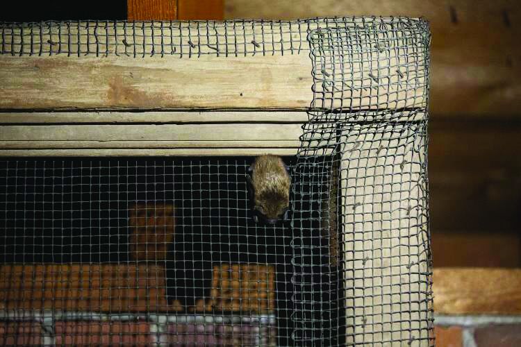 Bat eviction and cleaning complete at Richards Elementary School